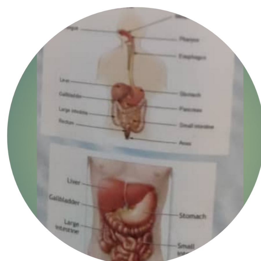 Digestive Organs
