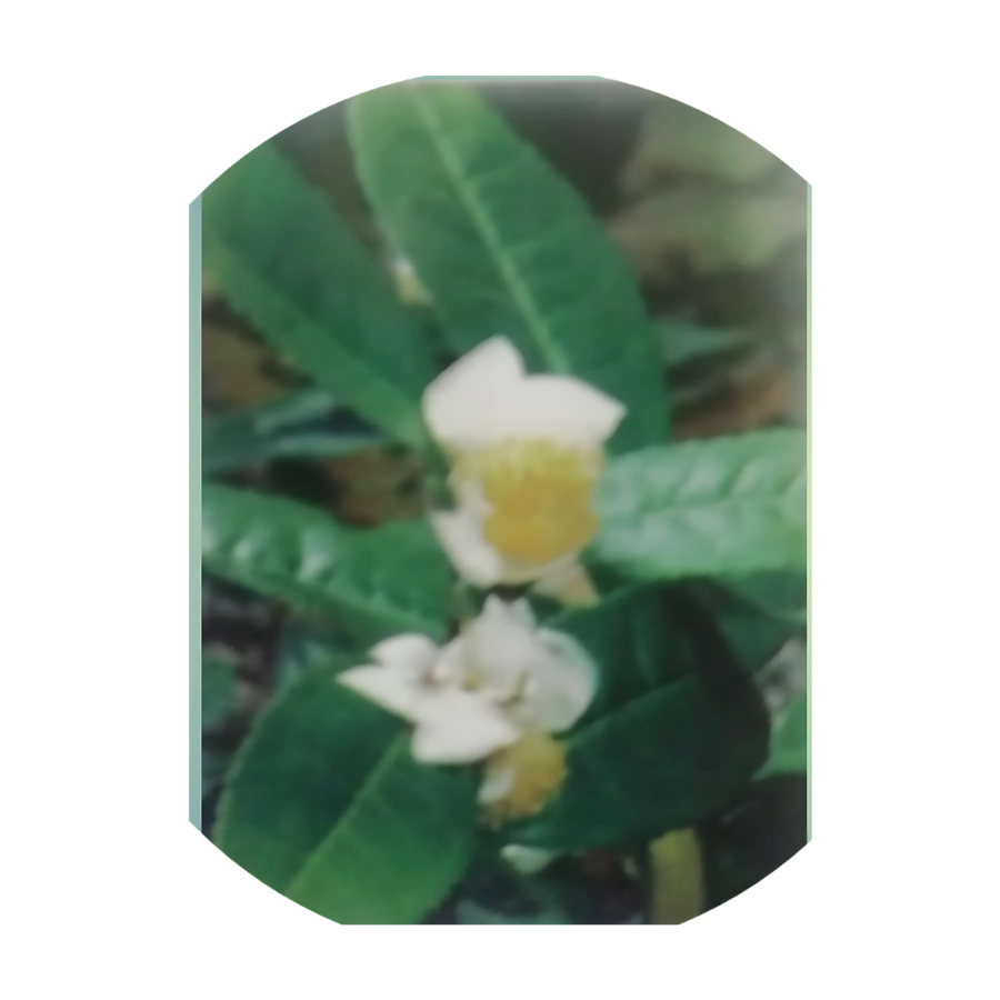 Camellia Sinensis