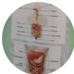 Digestive Organs