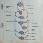 Improved Blood Supply to the Organs