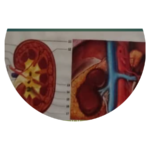 Kidney