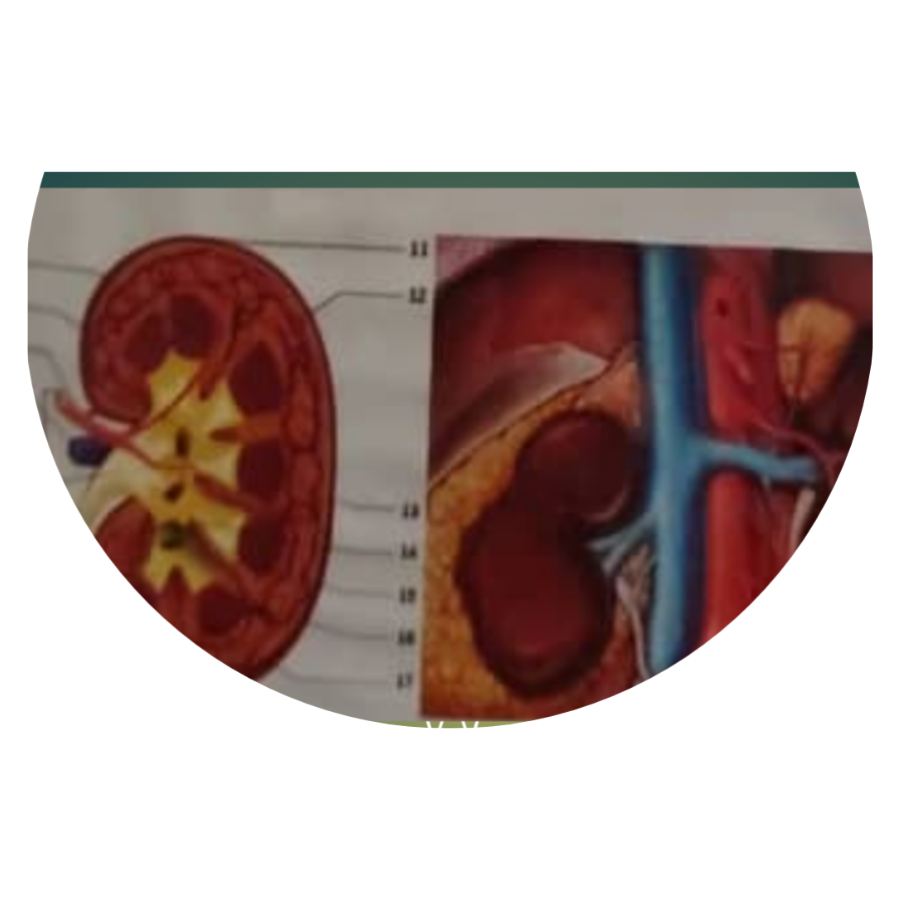 Kidney